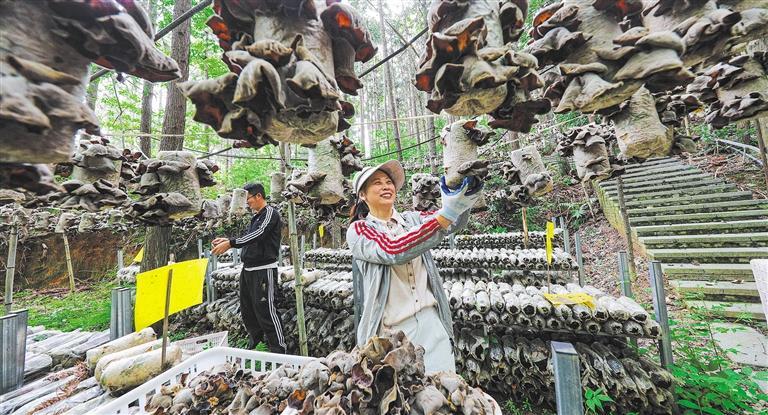 质量发展产业调研】林下生金冰球突破豪华版手机版【高(图3)