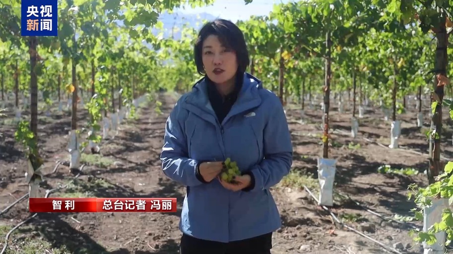 水果棘手的关税 智利水果产业“愁”冰球突破豪华版总台记者探访丨应季的(图2)